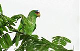 White-fronted Parrotborder=